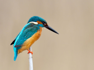 Umwelt: Nahaufnahme eines Kingfishers
