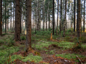 Umwelt: Blick direkt in einen Wald