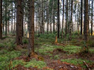 Umwelt: Blick direkt in einen Wald